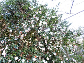 日本の田舎の風景　11月　花　山茶花