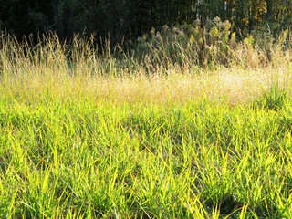 日本の田舎の風景　11月　秋の草叢