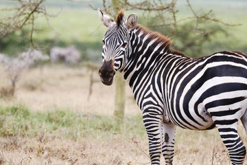 zebra