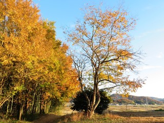 日本の田舎の風景　11月　夕陽に染まる山の木々