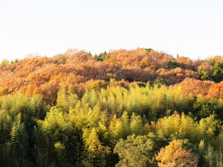 日本の田舎の風景　11月　夕陽に染まる山の木々　竹藪