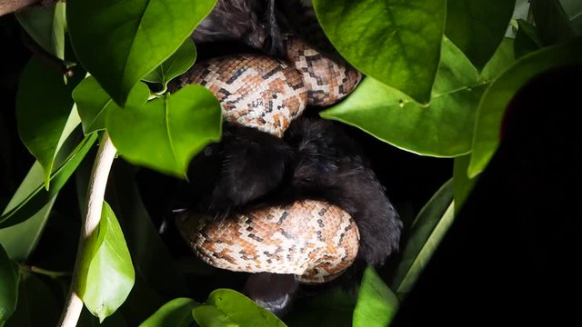 The snake attacked the bird at night.