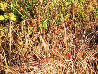 日本の田舎の風景　11月　夕陽に照らされた秋の草叢　野茨の赤い実