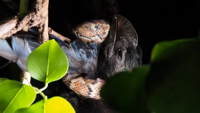 A snake attacked a black parrot bird at night and strangled it.
