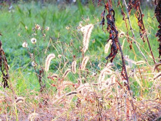 日本の田舎の風景　11月　晩秋　夕陽に照らされた秋の草叢