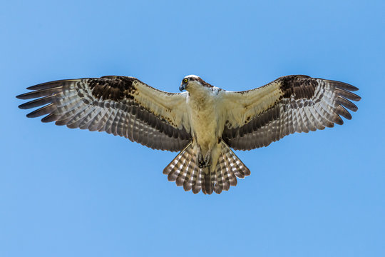 Osprey Flying in a Clear Blue Sky