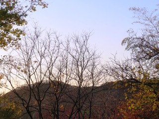 日本の田舎の風景　11月　夕陽に染まる山の木々