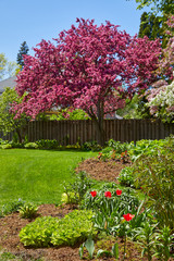 New spring garden with red tulips and dark pink flowering tree next to wooden fence in Minnesota
