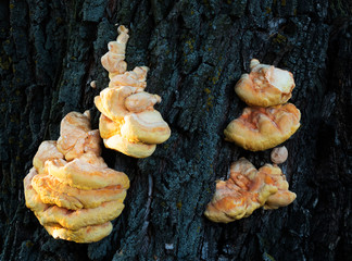 Polypore mushroom (Latin name - Ganoderma lipsiense) on a tree trunk