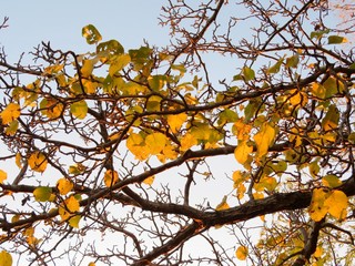 日本の田舎の風景　11月　夕陽に染まる山の木々　黄葉