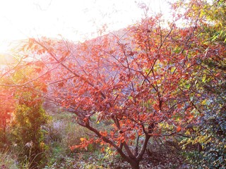 日本の田舎の風景　11月　夕陽に染まる山の木々