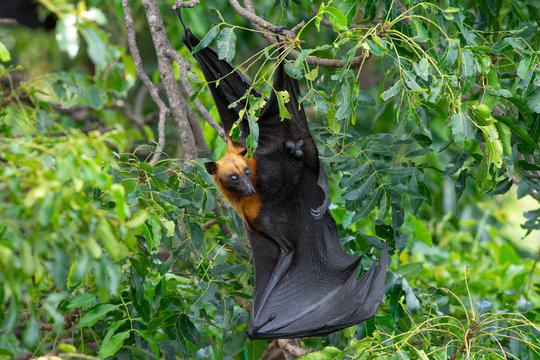 Bat hanging upside down, Lyle's flying fox