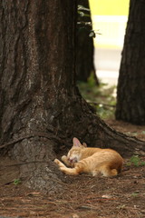 Naklejka na ściany i meble cute cat sleeping under a tree