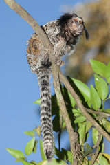 Sagui-de-tufos-pretos; mico-estrela (Callithrix Penicillata); Black-tufted Marmoset