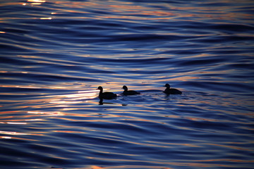 ducks in the sea