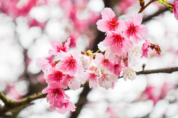 Cherry blossoms in the park.