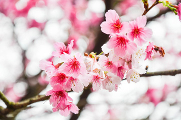 Cherry blossoms in the park.