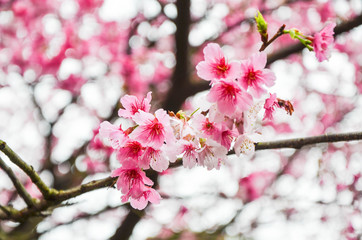 Cherry blossoms in the park.