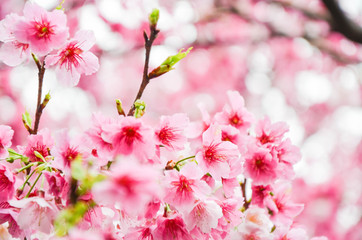 Cherry blossoms in the park.