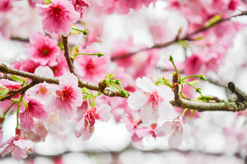 Cherry blossoms in the park.