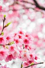 Obraz premium Cherry blossoms in the park.