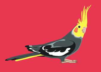 Adult parrot of normal grey cockatiel (Nymphicus hollandicus, corella). Isolated vector illustration.