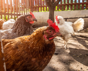 Domestic laying hens walk in the paddock in the backyard.