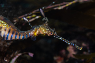 Weedy Sea Dragon Portrait