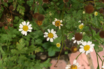 flor,margarita,jardín,verde,bosque,tranquilidad,amor,paz