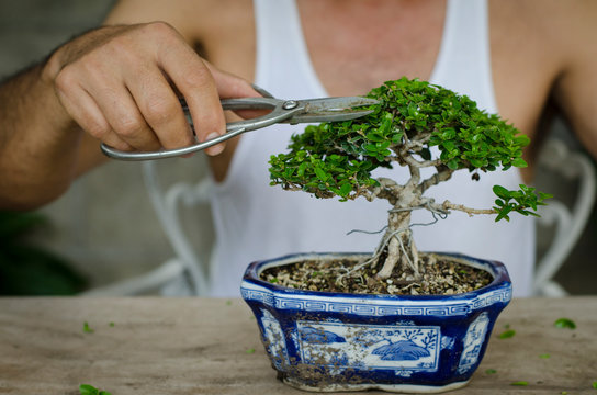 Man pruning a bonsai whith scissors