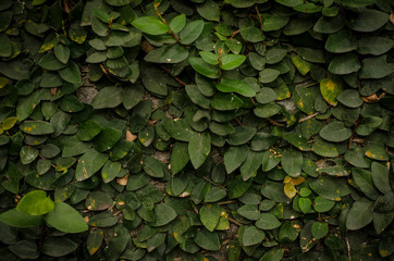Wall full of green leaves