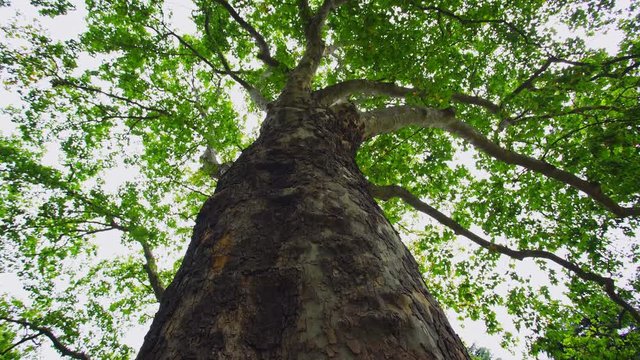Low-angle shot of a green maple tree in forest. Leaves and stout trunk