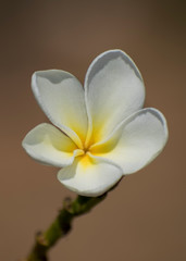 Frangipani Plumeria Flower 