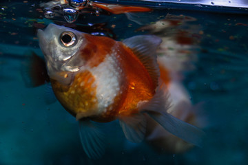 fish in aquarium