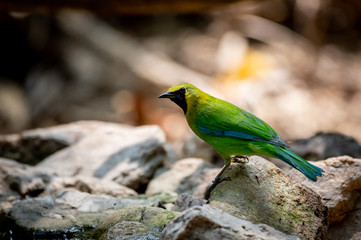 Blue-winged Leafbird is standing on the rock and looking for water.