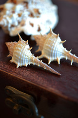 夏に海岸で拾った個性的な貝殻