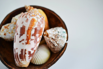 夏に海岸で拾った個性的な貝殻