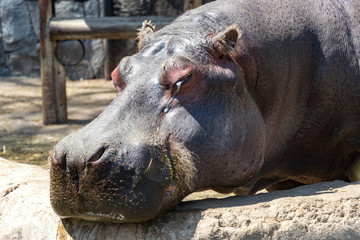 hippopotamus resting in the water