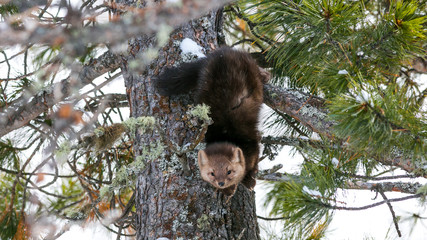 Barguzin sable sitting on a tree winter