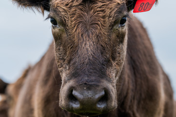 Beef cows and calfs grazing on grass in south west victoria, Australia. eating hay and silage....