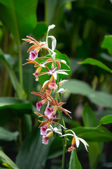 Naklejka na ściany i meble Orchids, Costa Rican Orchids