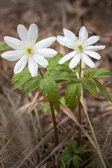 Flowers snowdrop Anemone