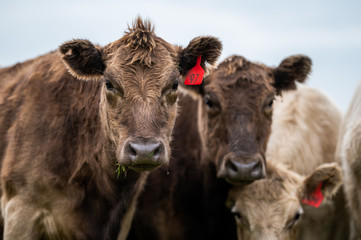 Beef cows and calfs grazing on grass in south west victoria, Australia. eating hay and silage....