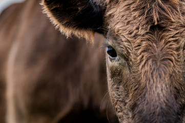Beef cows and calfs grazing on grass in south west victoria, Australia. eating hay and silage....