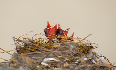 New born nightingale baby birds