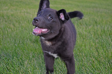 black puppy