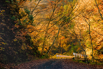 兵庫県・横行渓谷、強烈なサイド光の平家落人伝説の谷