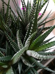 Close-up of a domestic plant with large fleshy leaves in a pot on the windowsill