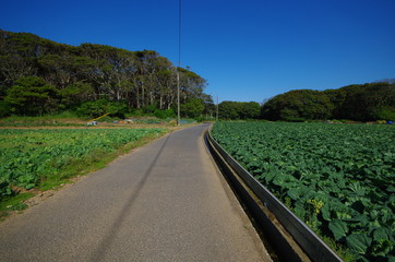 キャベツ畑と田舎道