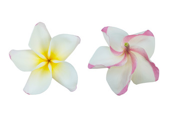 Obraz na płótnie Canvas Collection of Plumeria isolated on white background. Nature pattern of blossoming color exotic Frangipani flower, Close up of Plumeria or Frangipani 